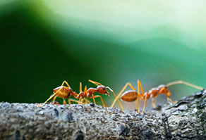 ants
