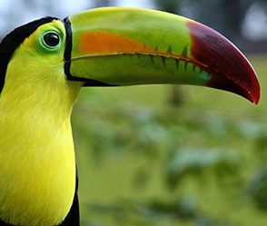 toucan bird
