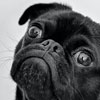 small pug