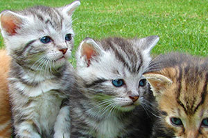 wolfs disguised as cats