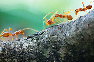 ants marching to battle