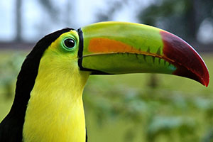 weird bird looking thing