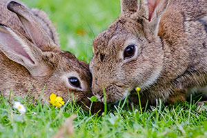 two bunnys fighting for grass